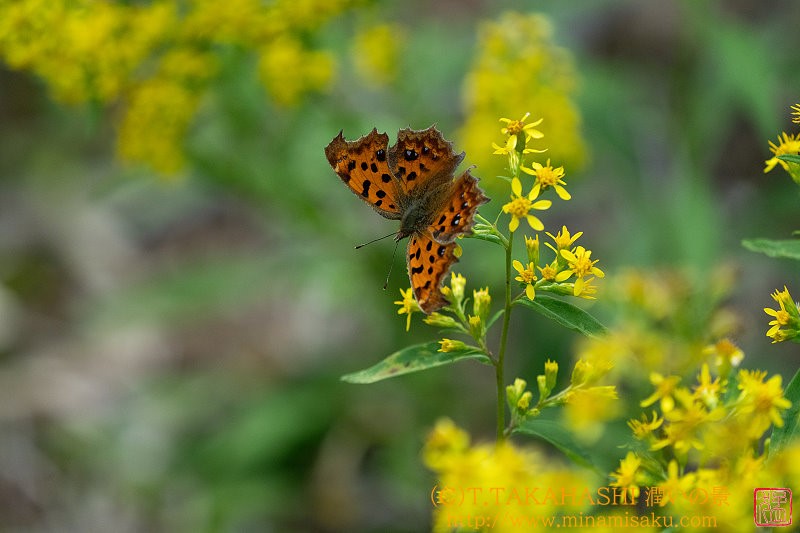 ../Images/7R240914 (95).jpg